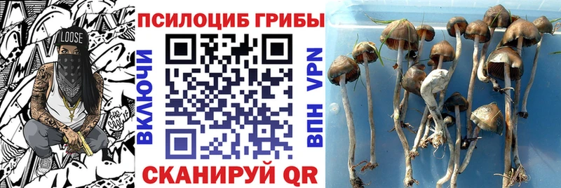 Галлюциногенные грибы Cubensis  Купить закладки  Опочка 